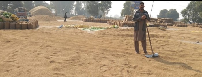 ਦਾਣਾ ਮੰਡੀ ਚੀਦਾ ਵਿੱਚ ਪੰਦਰਾਂ ਦਿਨਾਂ ਤੋਂ ਰੁਲ ਰਹੇ ਕਿਸਾਨ-