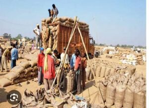 ਬਿਨ੍ਹਾਂ ਗੇਟਪਾਸ ਕੱਟੇ ਟਰੱਕਾਂ 'ਚ ਭਰਿਆ ਜਾ ਰਿਹਾ ਝੌਨਾ