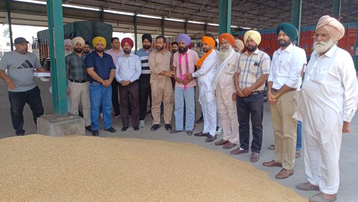 Government procurement of wheat has started at the Ghannor grain market.