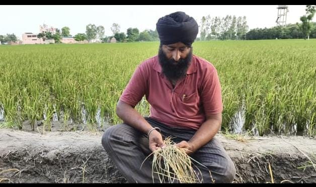 ਕਰੀਬ ਢਾਈ ਕਿੱਲੇ ਝੋਨੇ ਦੀ ਫਸਲ ਤੇ ਅਣਪਛਾਤਿਆਂ ਵੱਲੋਂ ਕੀਤੀ ਫ਼ਸਲ ਮਾਰੂ ਸਪਰੇਅ