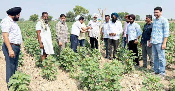 ਖੇਤੀਬਾੜੀ ਅਤੇ ਕਿਸਾਨ ਭਲਾਈ ਵਿਭਾਗ ਦੀ ਟੀਮ ਵੱਲੋਂ ਨਰਮੇ ਦੇ ਖੇਤਾਂ ਦਾ ਕੀਤਾ ਗਿਆ ਸਰਵੇਖਣ