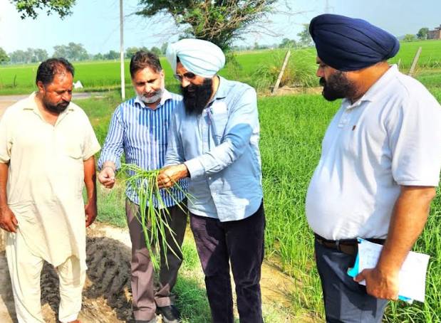 ਖੇਤੀਬਾੜੀ ਤੇ ਕਿਸਾਨ ਭਲਾਈ ਵਿਭਾਗ ਦੀਆਂ ਟੀਮਾਂ ਵੱਲੋਂ ਝੋਨੇ ‘ਚ ਮਧਰੇਪਨ ਰੋਗ ਦਾ ਨਿਰੀਖ਼ਣ, ਰੋਗੀ ਬੂਟਿਆਂ ਨੂੰ ਪੁੱਟ ਕੇ ਡੂੰਘਾ ਨੱਪਣ ਦੀ ਦਿੱਤੀ ਸਲਾਹ