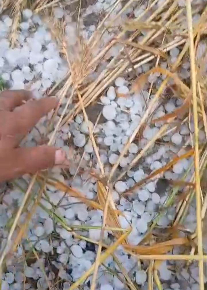 ਧਰਮਕੋਟ ਨੇੜਲੇ ਪਿੰਡਾਂ ਵਿੱਚ ਭਾਰੀ ਗੜੇਮਾਰੀ ਹੋਣ ਕਾਰਨ ਬਹੁਤ ਨੁਕਸਾਨ