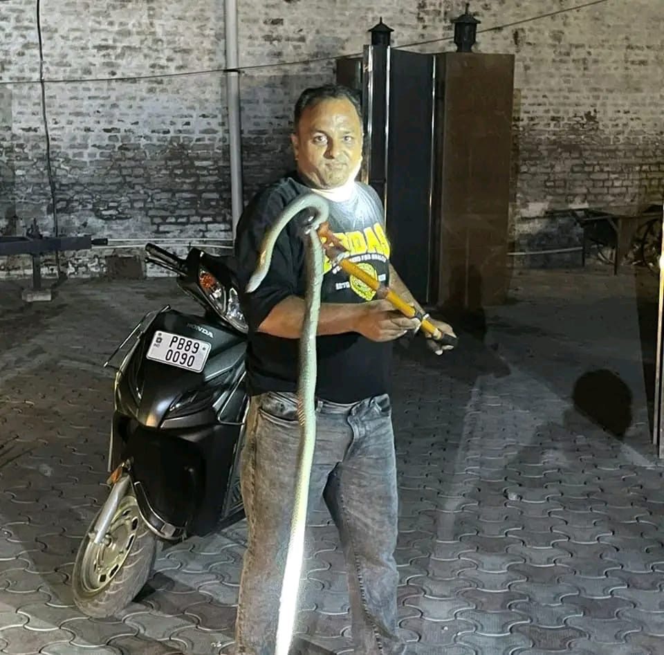 ਸਮਾਜ ਸੇਵੀ ਸੰਦੀਪ ਲੂੰਬਾ ਦੁਆਰਾ ਇੱਕ ਹਫਤੇ ਵਿੱਚ ਪੰਜ ਸੱਪਾਂ ਦਾ ਕੀਤਾ ਰੈਸਕਿਊ